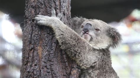 Koala Eating Eucalyptus Leaves Stock Footage Video (100% Royalty-free ...