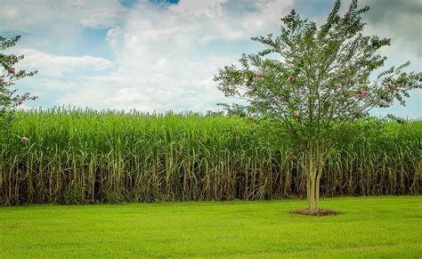 80+ Free Sugarcane & Nature Images - Pixabay