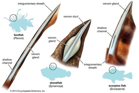 Stonefish Spines