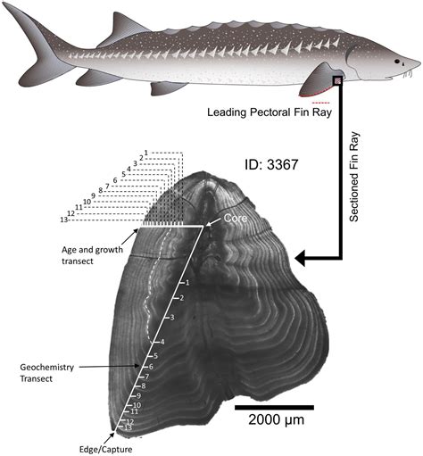 Frontiers | Diversity in Habitat Use by White Sturgeon Revealed Using ...