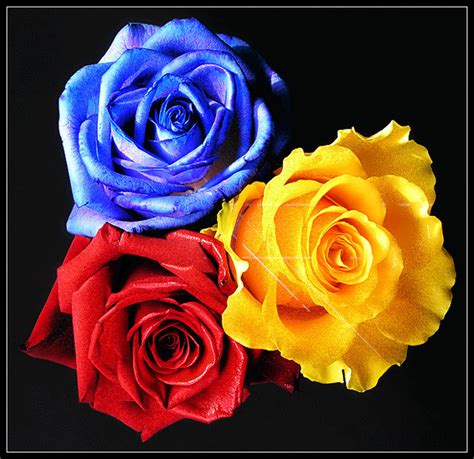 Red, Blue & Yellow Glitter Roses | Red and yellow roses, Blue rose ...