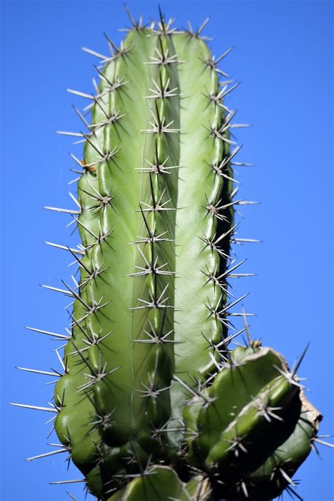 Question 2 How are cactus adapted to survive in a desert?