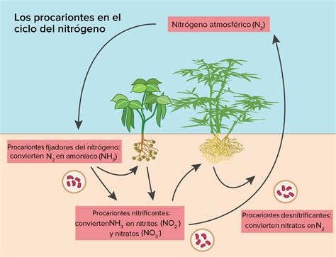 Ciclo Del Nitrogeno Esquema