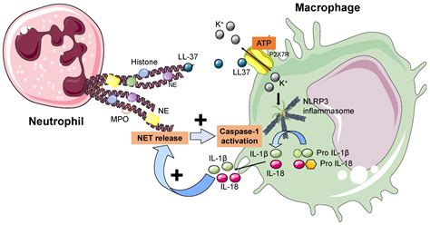 Cells | Free Full-Text | Neutrophil Extracellular Traps and ...