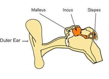 The smallest bone in the human body - My Quiz Builder