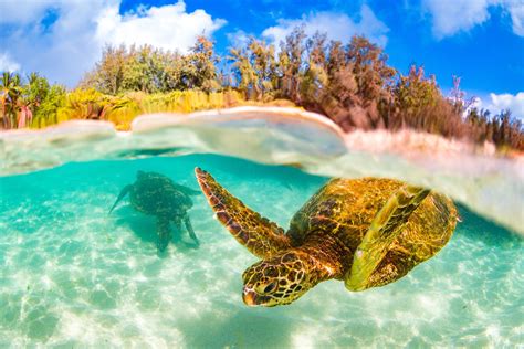 List Of Best Places To Snorkel In Oahu Hawaii 2022