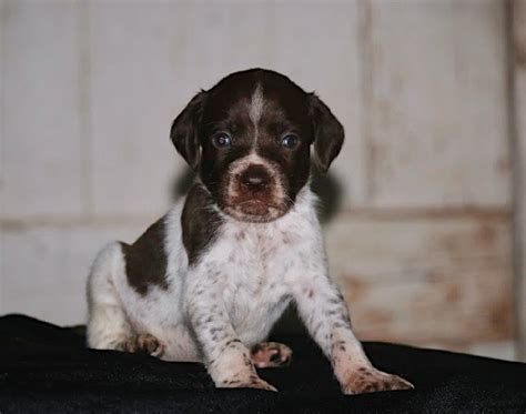 Braque Francais Puppies – Boykin Spaniels and other Gun Dogs Available ...