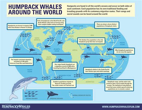 Pin by Laura Murphy on Wildlife | Humpback whale, Whale migration ...