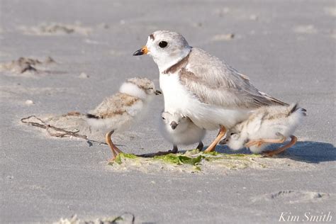 Piping Plover Chicks Camouflage copyright Kim Smith – Good Morning ...