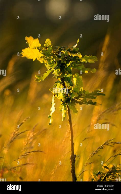 Oak Sapling Stock Photo - Alamy