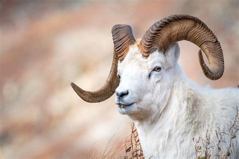 Download Animal Goat HD Wallpaper