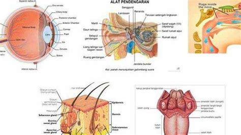 Materi Belajar IPA Kelas 4 SD Tentang Panca Indra Lengkap Latihan Soal ...