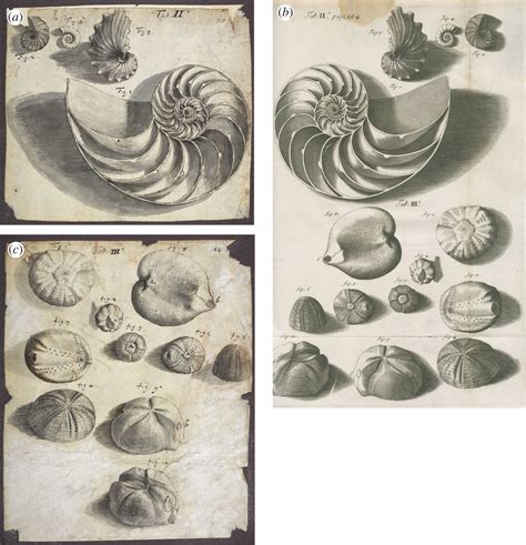 Robert Hooke Drawings