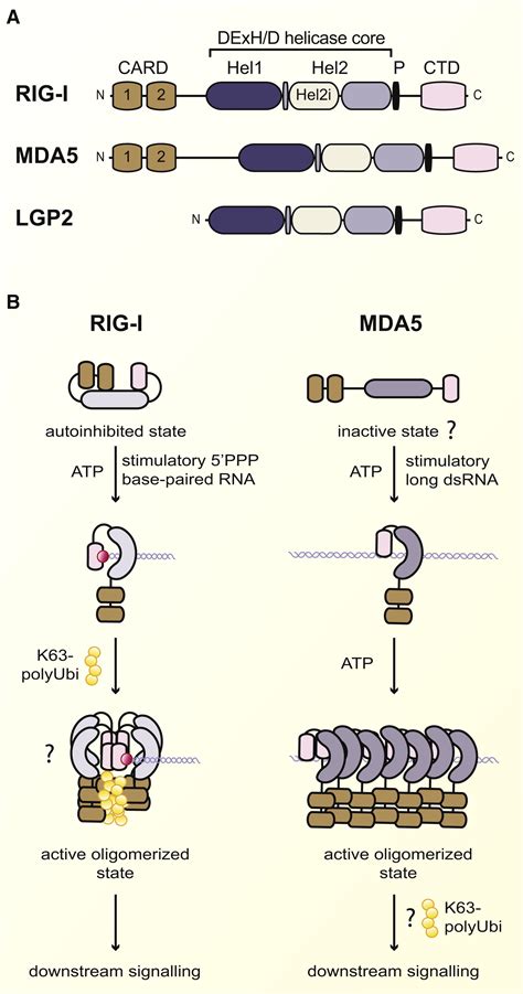 Cytosolic Sensing of Viruses: Immunity