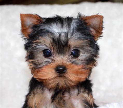 Micro Teacup Yorkie Puppy for sale! | iHeartTeacups