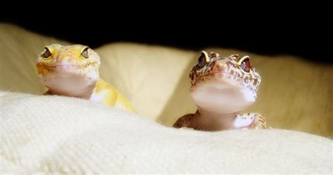 Breeding Leopard Geckos: The Complete Step-by-Step Guide