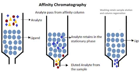 Pharma information Zone: Affinity Chromatography