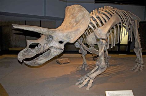 Dinosaur Skeletons - Dinomake | Natural history, Nature museum, History ...