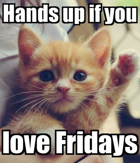 Related image | Funny friday memes, Happy memes, Friday cat