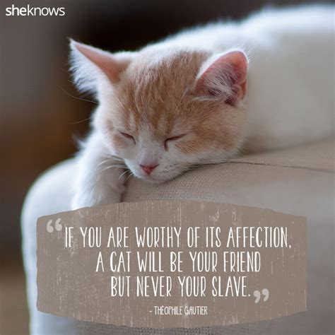 50 Cat Quotes That Only Feline Lovers Would Understand | Cat love ...