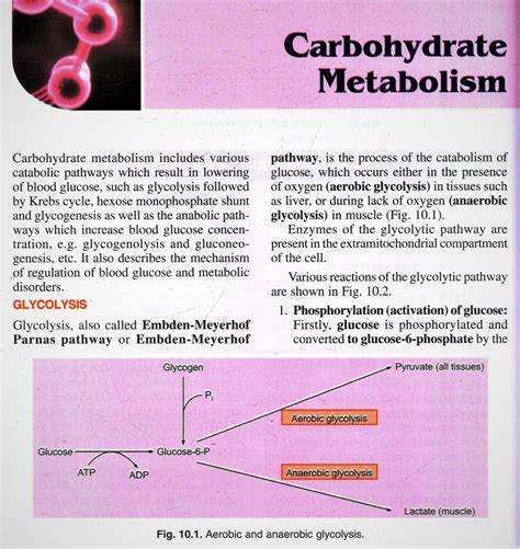 Carbohydrate Metabolism