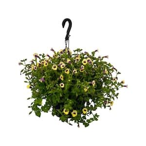 Pure Beauty Farms 4.73L. Torenia Moon Yellow Flower 10 in. Hanging ...