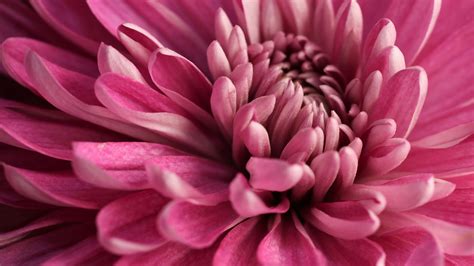 Close-up of pink dahlia, Portland, Oregon, USA | Windows Spotlight Images