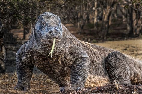 This is the largest living lizard in the world, a Komodo dragon. They ...