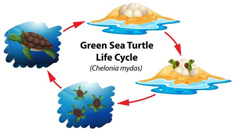 Ciclo de vida da tartaruga marinha verde 294812 Vetor no Vecteezy