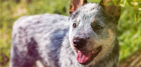 Blue Dog Breeds - 20 Beautiful Blue Breeds That You'll Love