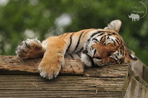 Amur Tiger Cub sleeping - ZooChat