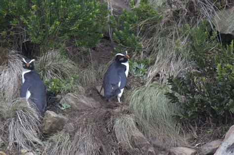 Fiordland Penguin - Facts, Diet, Habitat & Pictures on Animalia.bio