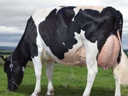 Hf-holstein Friesian Cows at Best Price in Karnal, Haryana | Anmol ...