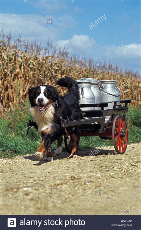 Bernese Mountain Dog Pulling Cart High Resolution Stock Photography and ...