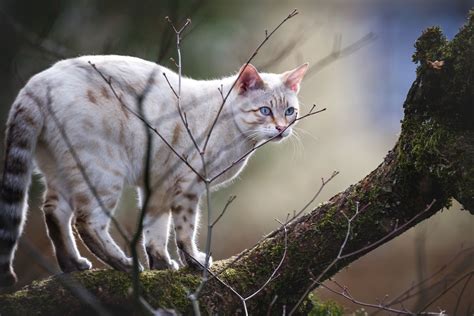 Snow Bengal Cat: Everything You Need to Know - That Cuddly Cat