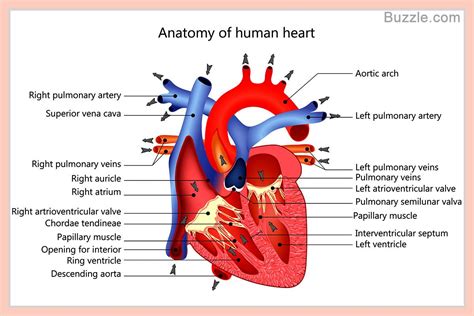 Heart Labeled Diagram