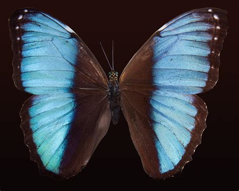 Black And Blue Butterfly Meaning: Symbolic And Religious - Gathering ...