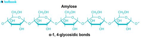 Amylose: Know its Structure, Differences, Properties & Benefits