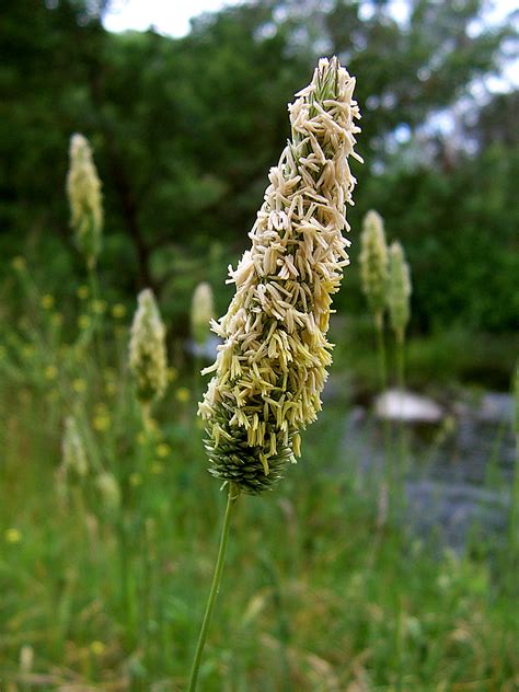 Poaceae - Wikipedia