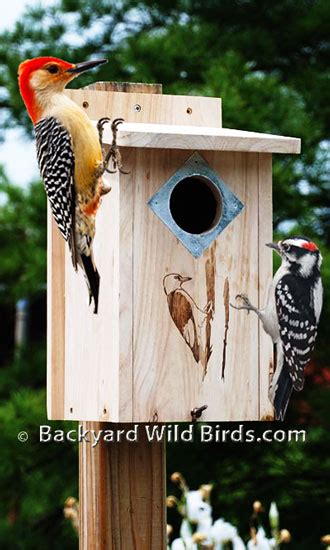 Woodpecker Bird House