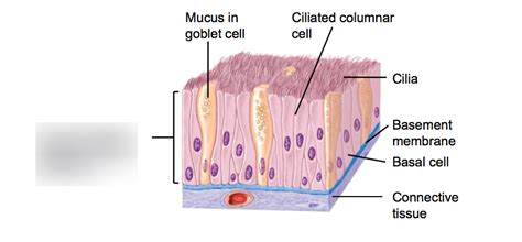 Pseudostratified columnar epithelium Diagram | Quizlet