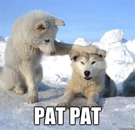 pat husky Cute Puppies, Dogs And Puppies, Cute Dogs, Doggies, Wolf ...