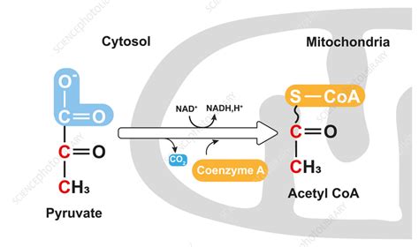 Pyruvate oxidation, illustration - Stock Image - F037/4574 - Science ...