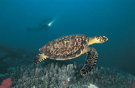 Sea turtle | Description, Species, Habitat, & Facts | Britannica