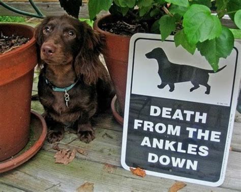 15 Clever "Beware of Dog" Signs That Inspire Laughter, Not Fear - BARK Post