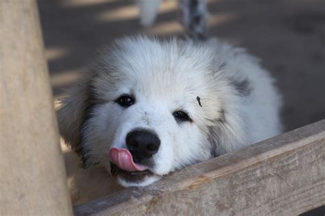 Great Pyrenees Puppies: Are These Gentle Giants RIght For You?