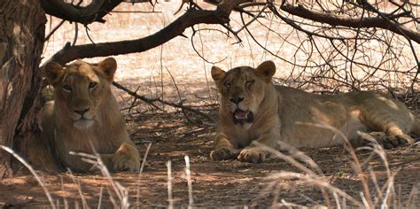 Sasan Gir - 2, sasan gir lion - Photo Gallery by Easy Tours of India ...