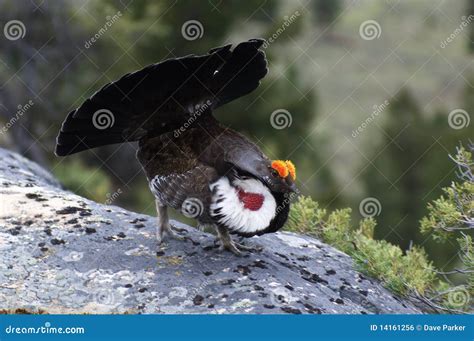 Blue Grouse 09 stock photo. Image of columbia, displaying - 14161256