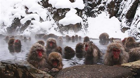 Monyet Mandi Dalam Onsen di Taman Monyet Jigokudani