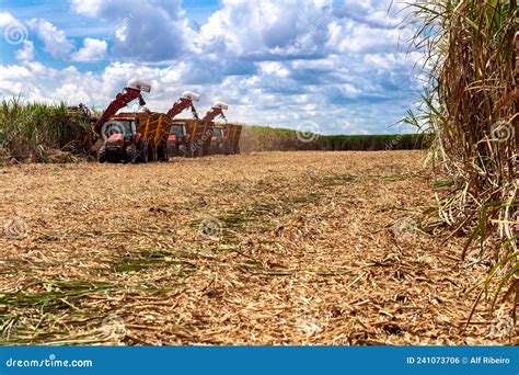 Sugar Cane Harvesting in Brazil Editorial Photo - Image of agribusiness ...